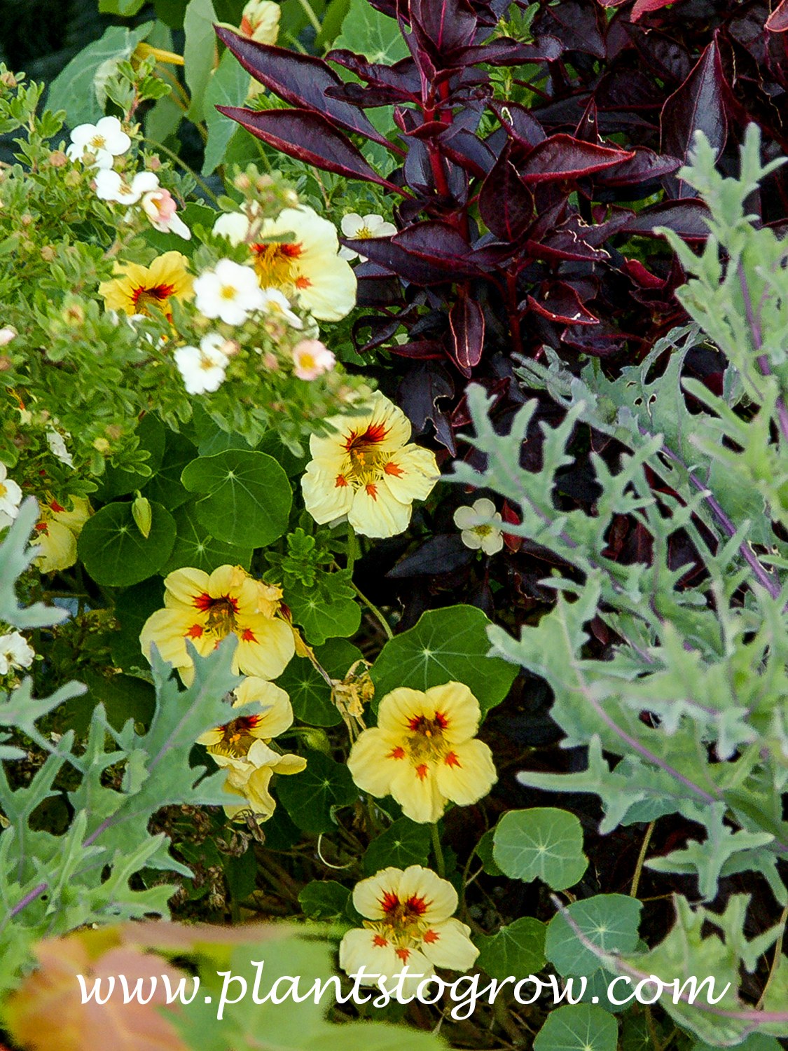 Nasturtium Peach Melba Superior (Tropaeolum majus nanum)